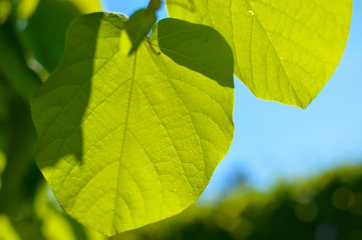 Green foliage of Aristolochia macrophylla or pipevin on the sky as background