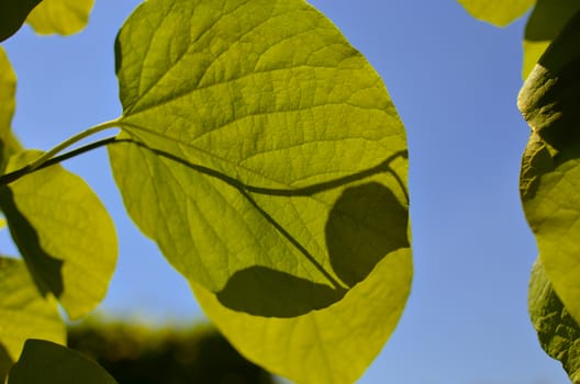 Green foliage of Aristolochia macrophylla or pipevin on the sky as background