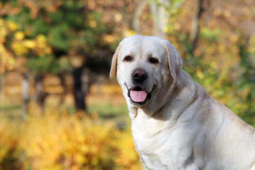 nice yellow labrador in the park in autumn