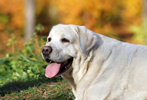 the nice yellow labrador in the park in autumn