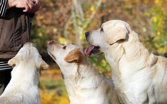 three yellow labrador in the park in autumn waiting for a present