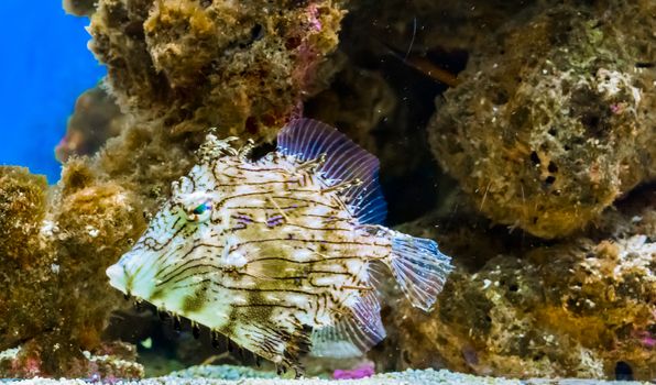 Marine life portrait of a prickly or tasselled leather-jacket fish a rare and funny tropical fish from the pacific ocean
