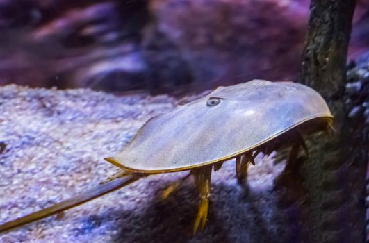 Marine life portrait of a Chinese or japanese horseshoe crab a water scorpion from asia