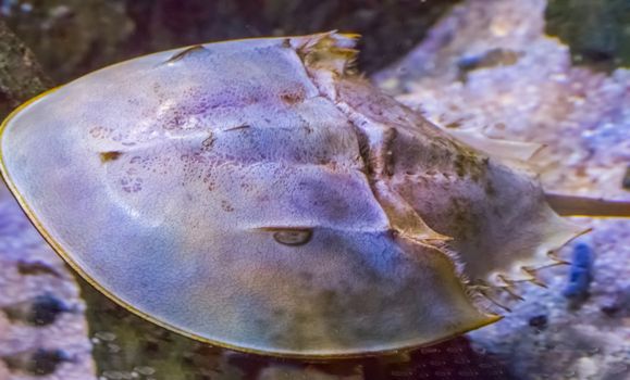 macro closeup of a chinese or japanese horseshoe crab a water scorpion from the asian waters