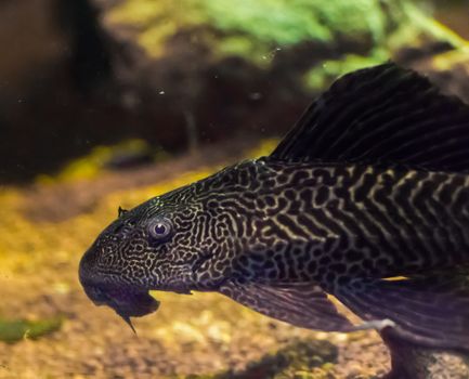 bottom dweller suckermouth tiger catfish also known as common pleco a tropcial aquarium fish pet from south america