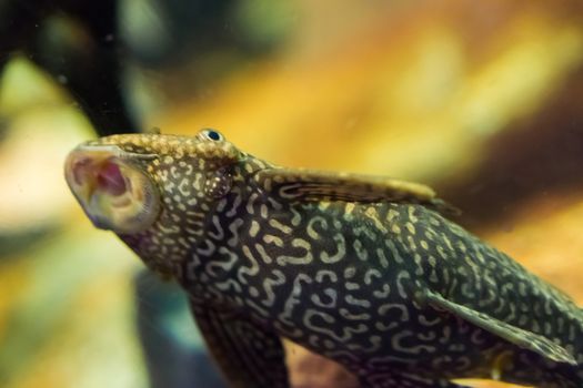 funny bottom dweller suckermouth catfish with tiger pattern sucking with open mouth tropical aquarium fish pet