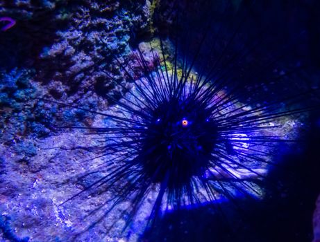 diadem black sea urchin also know as long-spined sea urchin looking with his eye and laying on the bottom