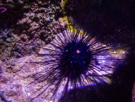 diadem black sea urchin or lime urchin looking with his eye and laying on the bottom of the sea a tropical venomous animal from the caribbean