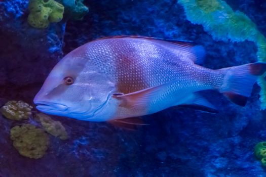 young adult red emperor snapper a tropical aquarium fish from the pacific ocean