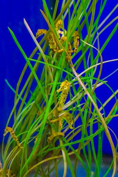 family of common estuary yellow seahorses hanging around in some seaweed grass