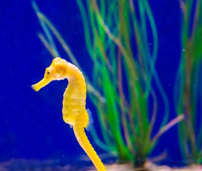 marine life fish portrait of a common yellow estuary seahorse in macro closeup