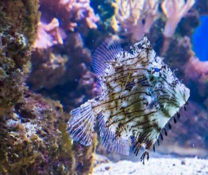 Marine life tropical aquarium fish pet portrait of a prickly leather-jacket fish swimming in the reefs