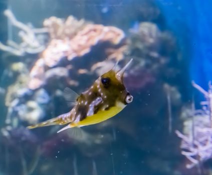 longhorn cowfish or horned boxfish a funny tropical aquarium fish pet with kissing lips a marine life portrait