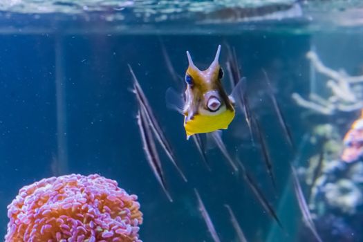 horned boxfish or longhorn cowfish swimming in a tropical aquarium with fishes on the background and making a kiss with her lips