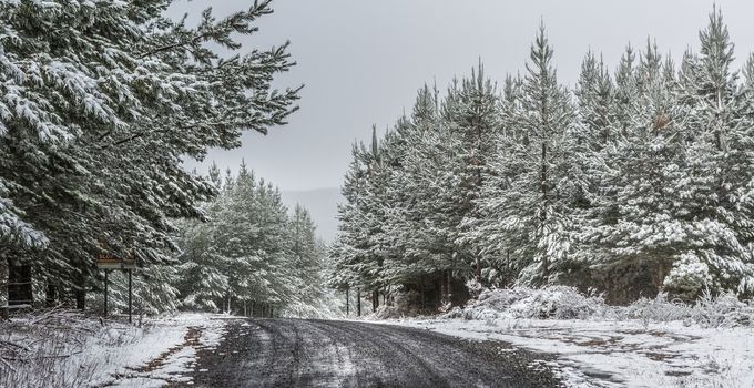 A snowy wintry day.  A gravel road winding through plantation pine forests covered in fresh snow  as further light snow continues to fall.  This is Australia but could easily be mistaken for Europe or Canada