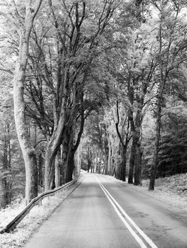 Asphalt road with with double white line and tree alley, in black and white