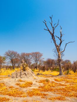 Termite hill in savanna, Okavango region, Botswana