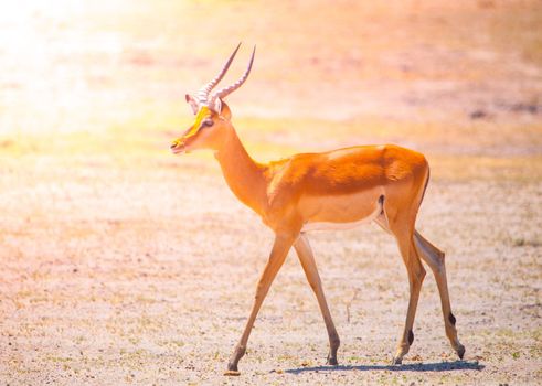 Young impala on safari game drive, Okavango region, Botswana.