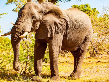 Huge african elephant on sunny day in savanna.