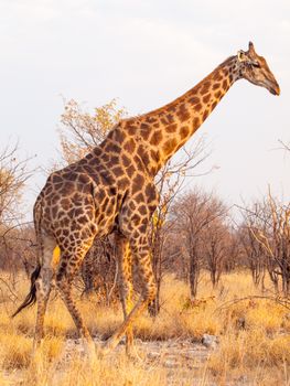 Giraffe walk in Etosha National Park, Namibia, Africa