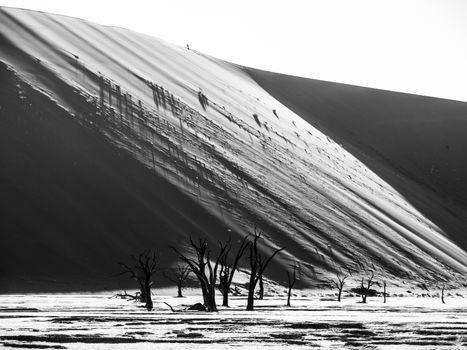 Dead camel thorn trees in Deadvlei dry pan with cracked soil in the middle of Namib Desert red dunes, near Sossusvlei, Namib-Naukluft National Park, Namibia, Africa. Black and white image.