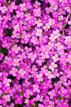 Spring violete beautiful flowers in Fulda in Hessen, Germany.