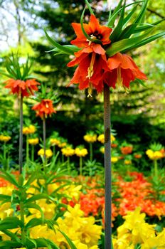 Red and yellow flowers close-up in Keukenhof park in Holland