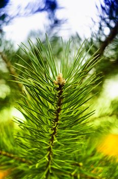 Colorful fresh green young pine branch close-up.