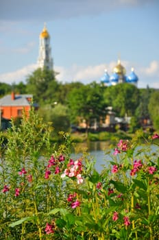 Pink flowers near the lake close-up with orthodox lavra, Sergiev Posad, Moscow region, Russia