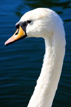 Head of a graceful white swan on lake water.