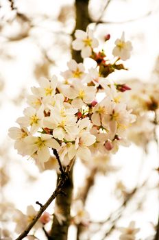 Paradise blooming white apple flowers in spring.