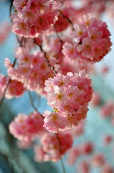 Beautiful pink sakura, japanese cherry on blue sky background.
