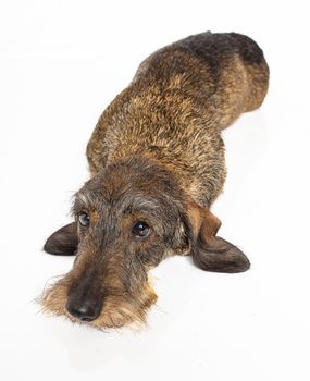 Wire haired dachshund dog laying down and looking up