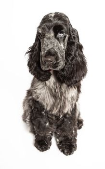 English cocker spaniel, sitting with a sad expression, isolated on a white background
