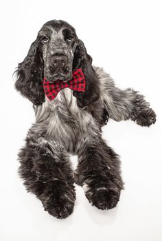 English cocker spaniel wearing a bow tie, isolated on a white background