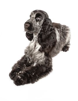 English cocker spaniel laying down, isolated on a white background