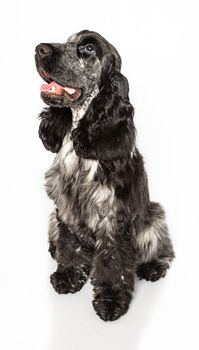 English cocker spaniel sitting down, isolated on a white background