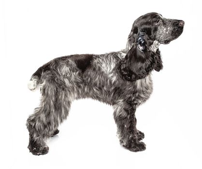 English cocker spaniel isolated on a white background