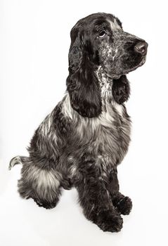 Portrait of an english cocker spaniel isolated on a white background