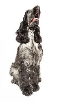 English cocker spaniel waiting for treat, isolated on a white background