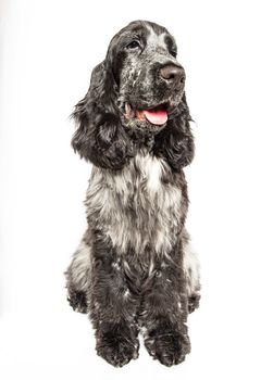 Portrait of a happy english cocker spaniel isolated on a white background