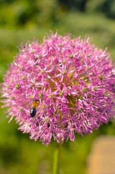 Decorative onion flowers, allium with blured background