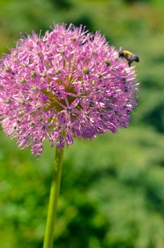 Decorative onion flowers, allium with blured background