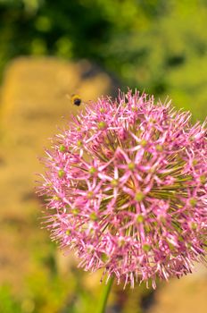 Decorative onion flowers, allium with blured background