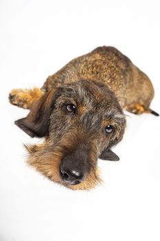 sleepy wire haired dachshund dog laying down, isolated on a white background