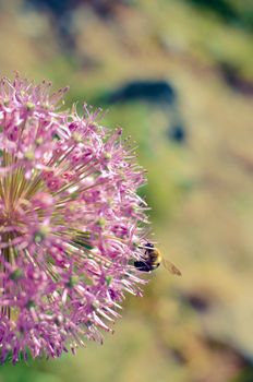 Decorative onion flowers, allium with blured background