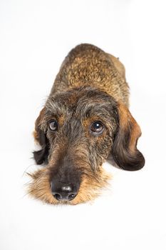 wire haired dachshund dog laying down, isolated on a white background