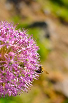 Decorative onion flowers, allium with blured background