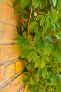 Old red brick wall and wild grapes hanging down on it