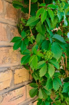 Old red brick wall and wild grapes hanging down on it